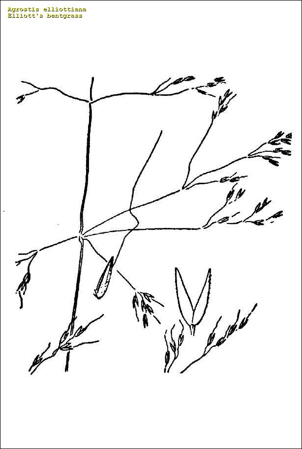 Agrostis elliottiana
